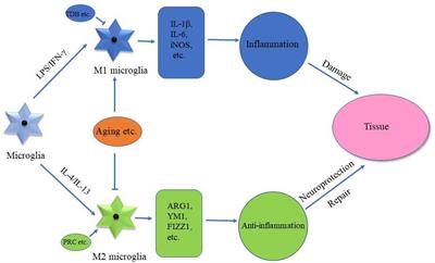 Microglia Polarization in Alzheimer’s Disease: Mechanisms and a Potential Therapeutic Target